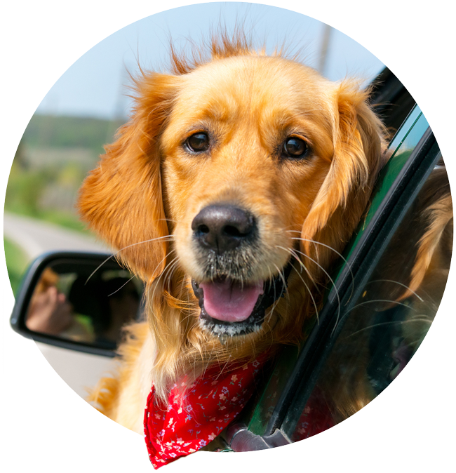 Auto Refi Dog Graphic