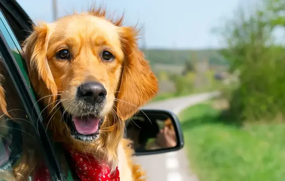 A golden retriever sticks his head out of the window of a moving car.