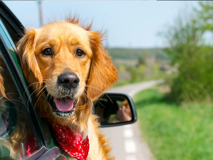 A golden retriever sticks his head out of the window of a moving car.