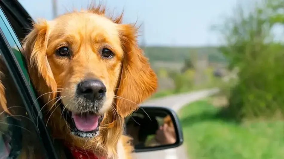 A golden retriever sticks his head out of the window of a moving car.