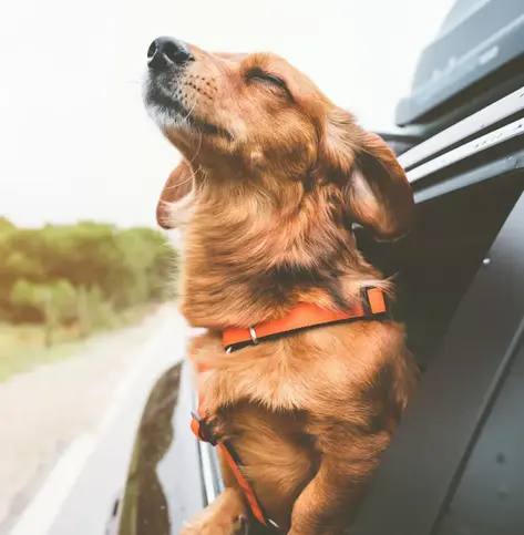 A golden retriever sticks his head out of the window of a moving car, the wind in his face.