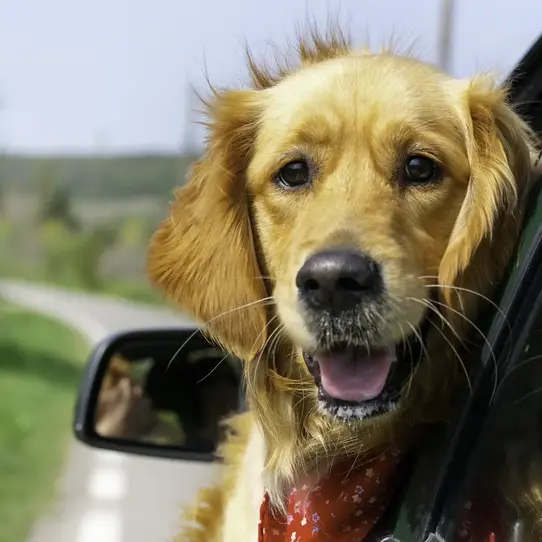 Dog car ride on a nice day