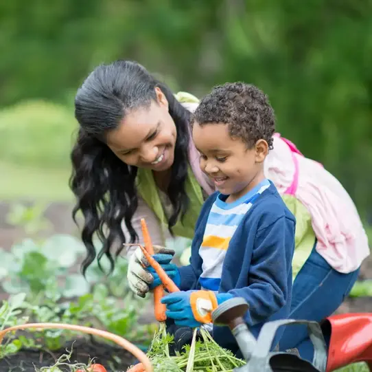 mother and son picking carrots in garden